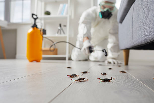 Post-Treatment Bed Bug Interceptor Monitoring in Patterson